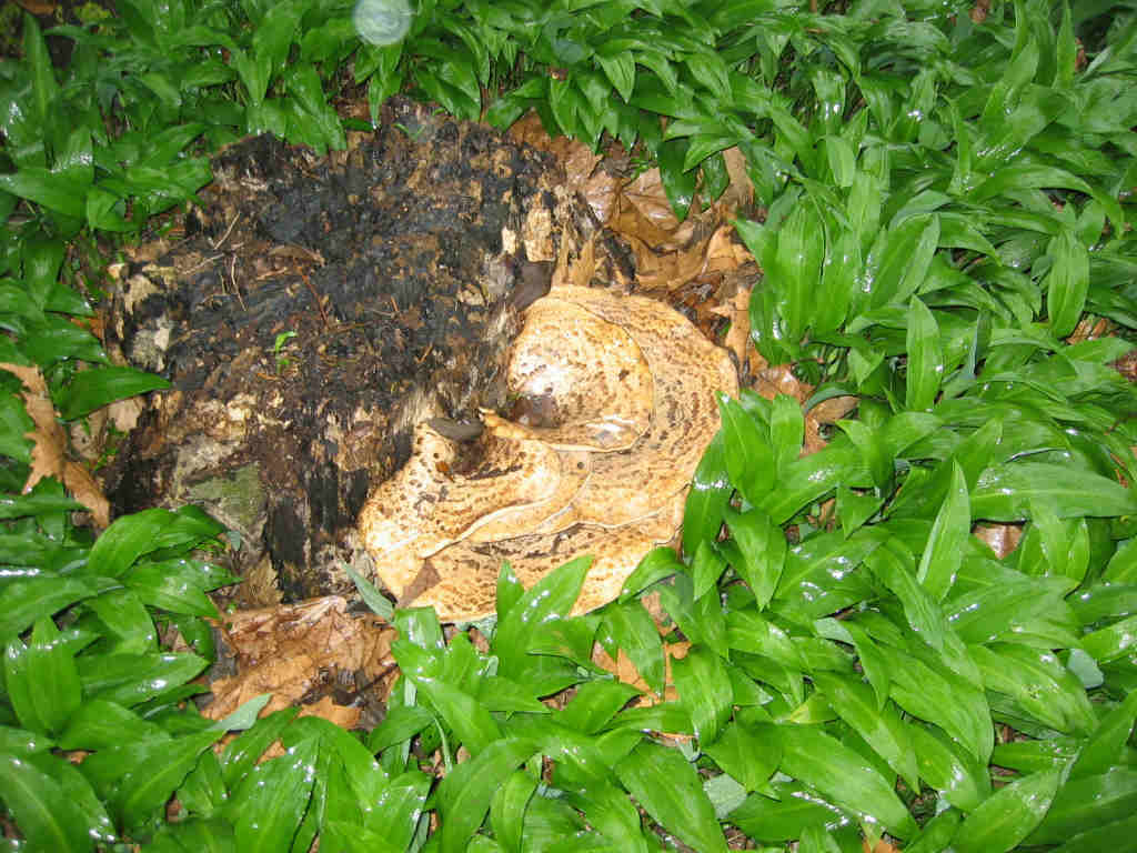I Funghi primaverili: Polyporus squamosus